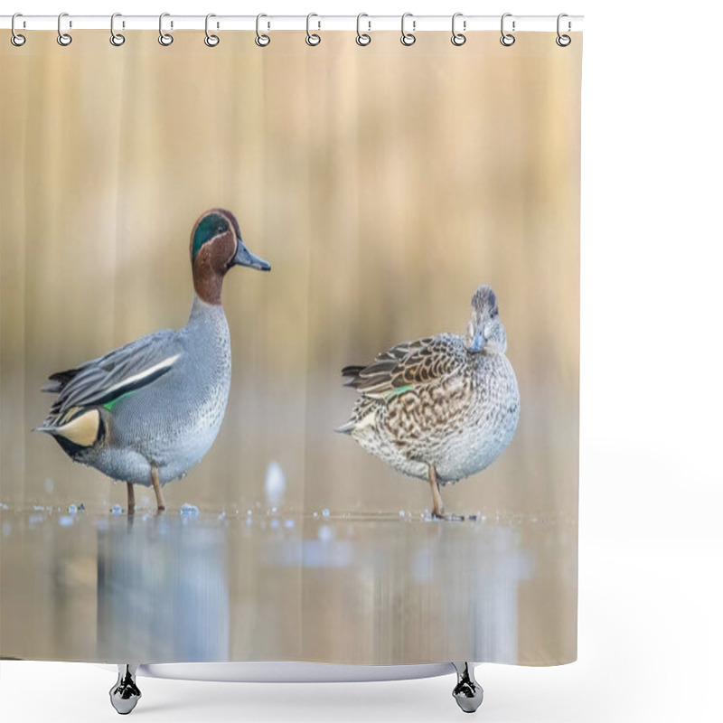 Personality  Beautiful Teal Duck Couple Standing On The Iced Pond Called Jacobiweiher Not Far Away From Frankfurt, Germany At A Cold Day In Winter. Shower Curtains