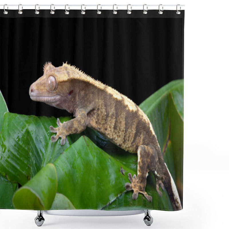 Personality  Crested Gecko Shower Curtains