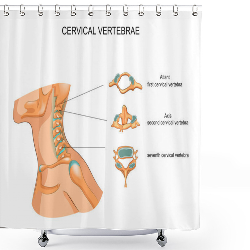 Personality  Structure Of The Cervical Vertebrae Shower Curtains