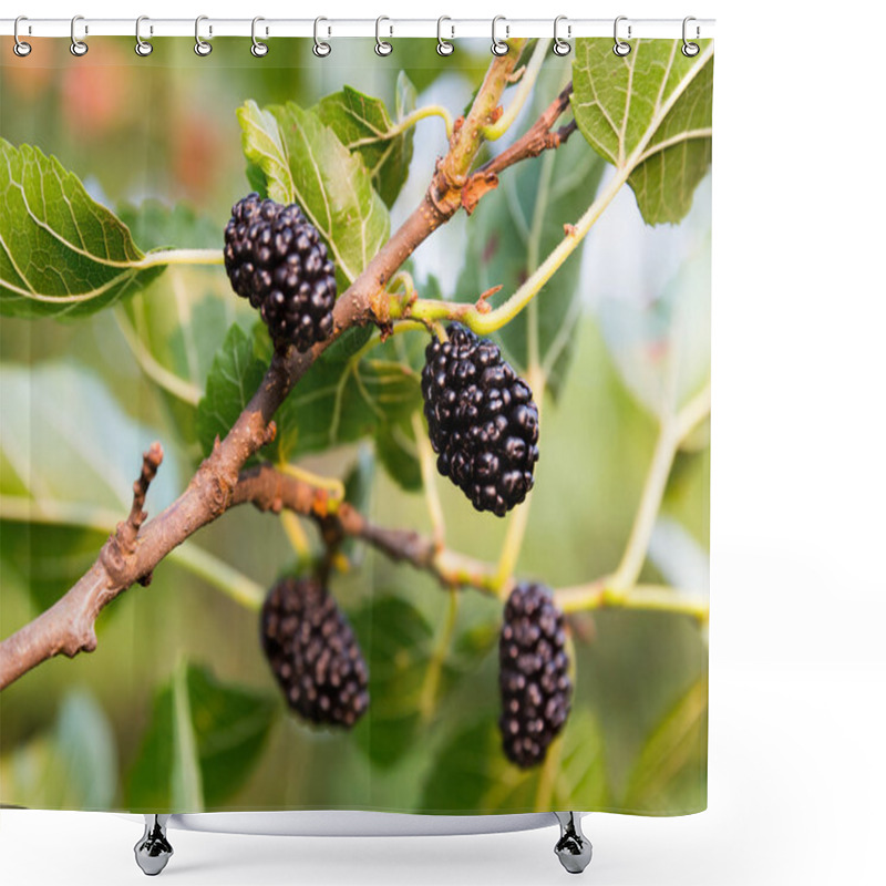 Personality  Growing Mulberries Shower Curtains