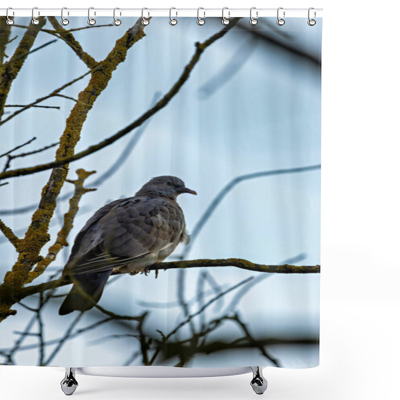 Personality  Common Wood Pigeon Seen In Dublin's National Botanic Gardens. Eats Seeds, Berries, And Crops. Found In Europe. Shower Curtains