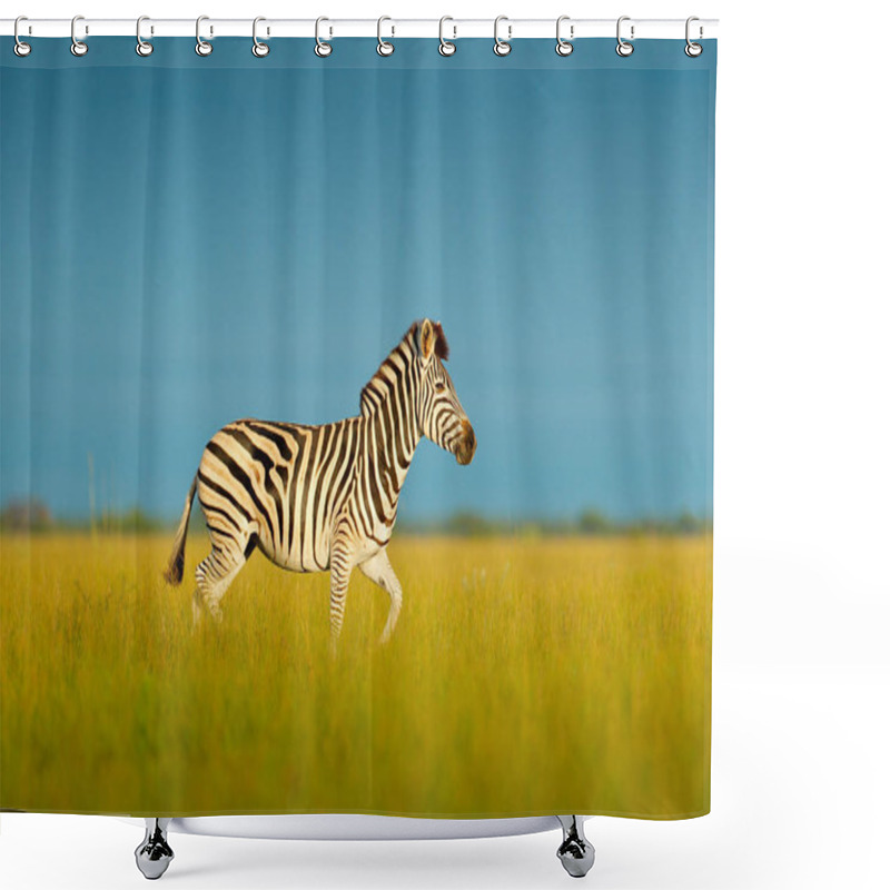 Personality  Burchells Zebra, Equus Quagga Burchellii, Nxai Pan National Park, Botswana, Africa. Shower Curtains