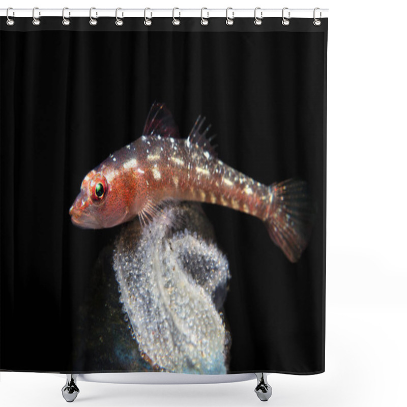 Personality  Tropical Ghost Goby Guarding Eggs Shower Curtains