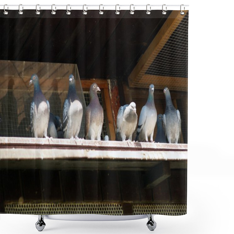 Personality  Pigeons Shower Curtains