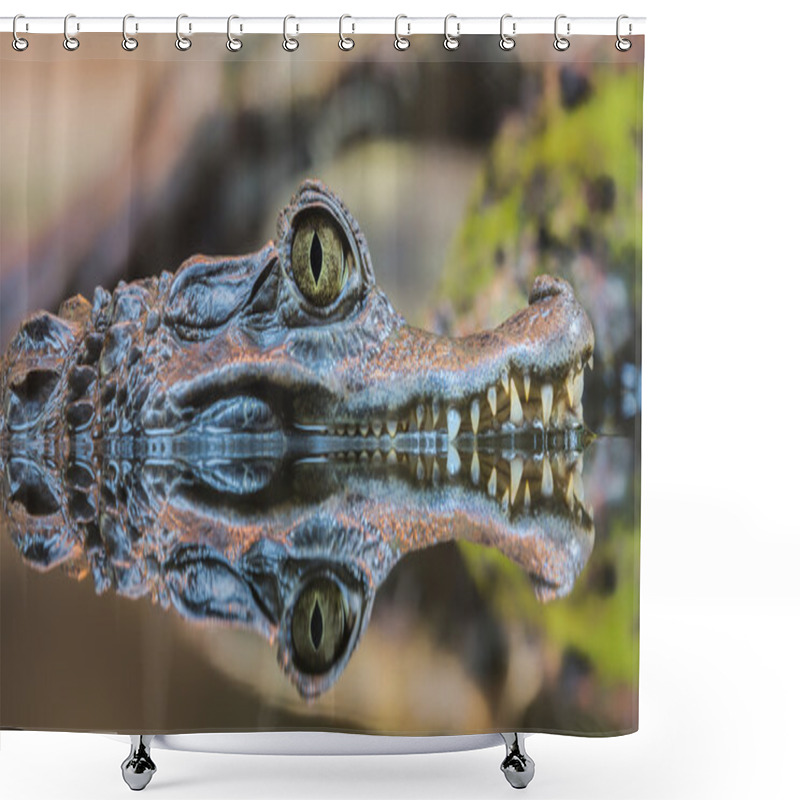 Personality  Close-up View Of A Spectacled Caiman Shower Curtains