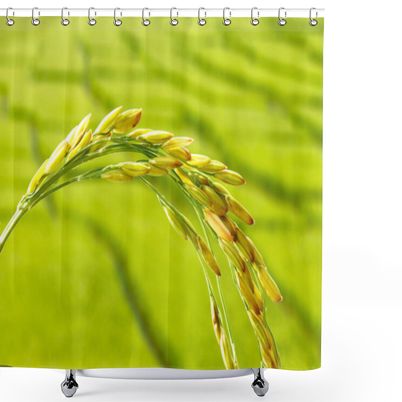 Personality  Rice Spikelet Close Up Shower Curtains