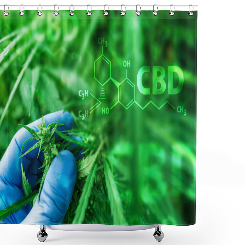 Personality  Scientist Examining Development Of Cannabis Sativa Plant Shower Curtains