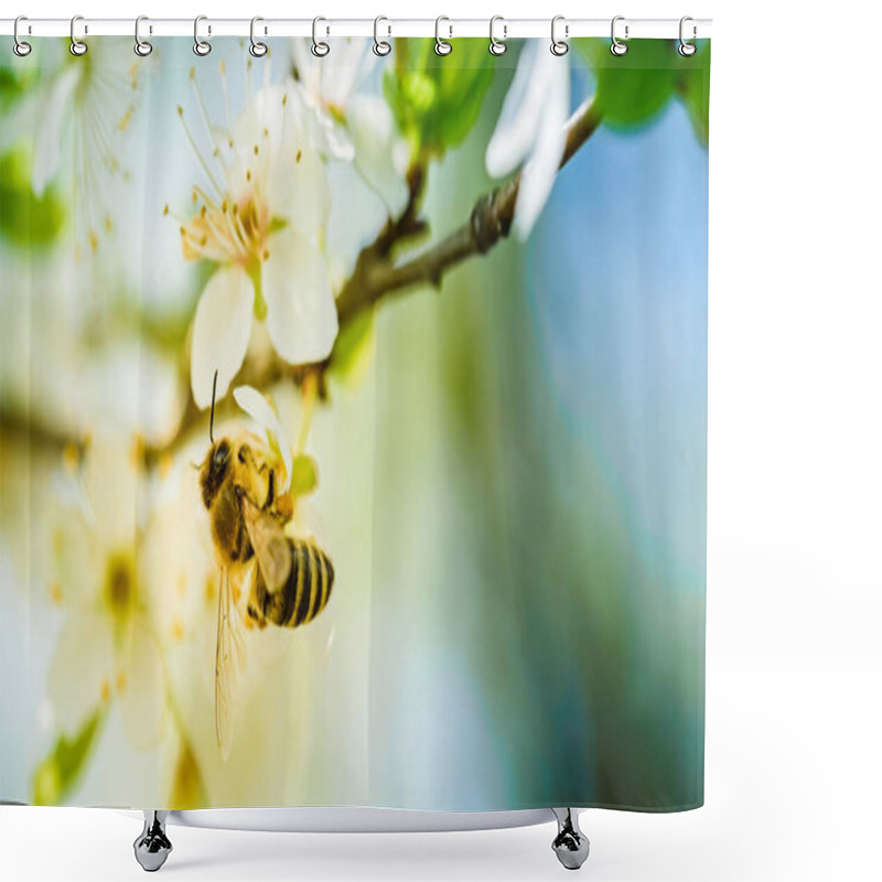 Personality  Close-up Photo Of A Honey Bee Gathering Nectar And Spreading Pollen On White Flowers Of White Cherry Tree. Important For Environment Ecology Sustainability. Copy Space Shower Curtains