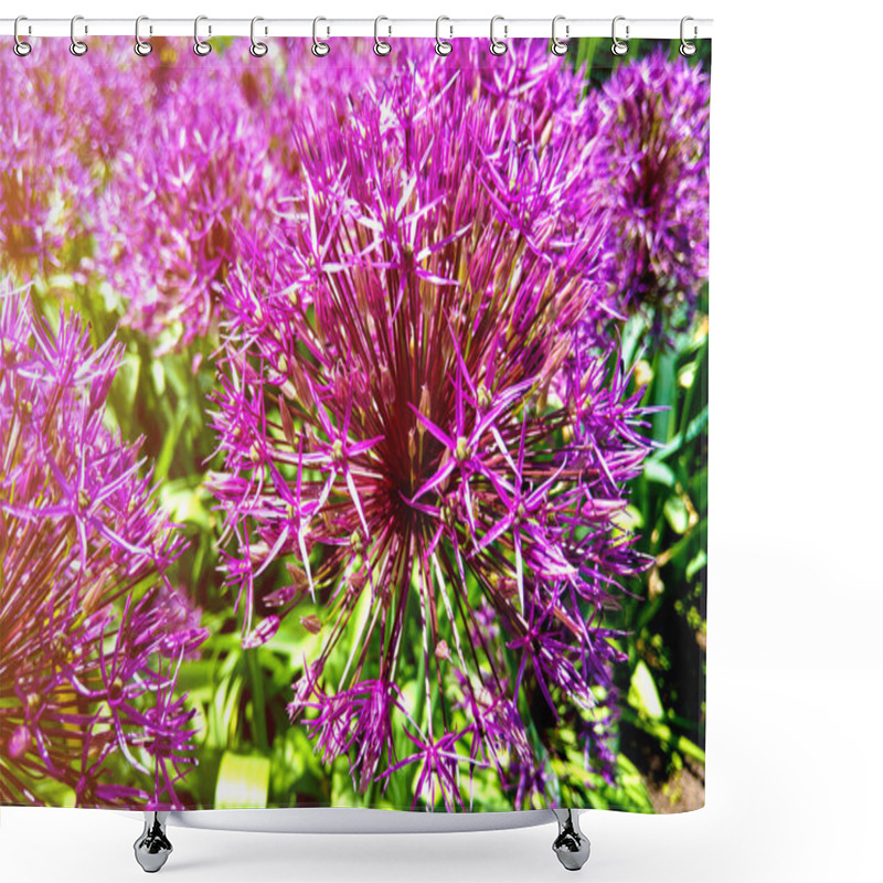 Personality  Allium Blooming Close Up. Ball Of Blossoming Allium Flowers. Beautiful Alliums For Gardening Theme. Botany Concept. Violet Bloom Gorgeous Flower. Gardening And Planting Plants. Shower Curtains