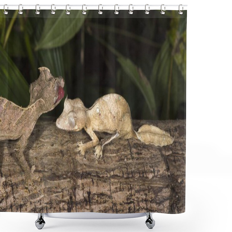 Personality  Fantastic Leaf Tailed Geckos (Uroplatus Phantasticus), Madagascar, Africa Shower Curtains