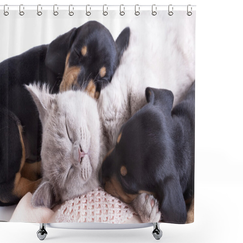 Personality  Kitten And Puppies Shower Curtains