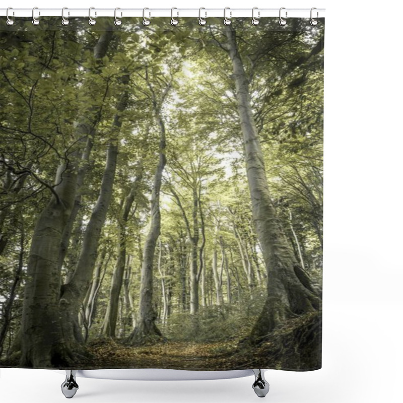 Personality  Ancient Beech, Fagus Trees In Forest, Jasmund National Park  Shower Curtains