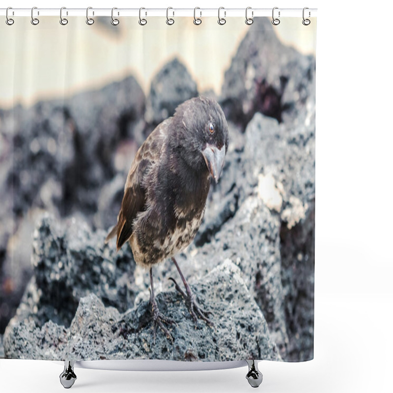 Personality  Galapagos Medium-ground Finch (Geospiza Fortis)  In Santa Cruz,  Shower Curtains