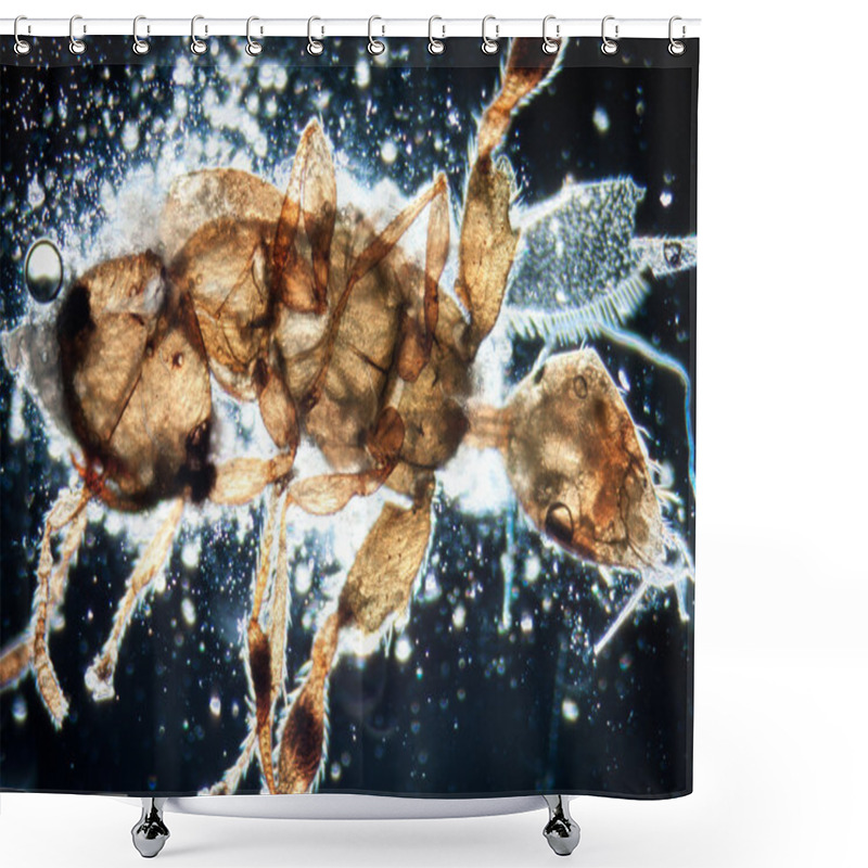 Personality  Animal Insect Shower Curtains