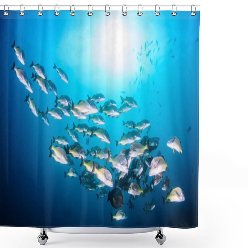 Personality  Reef Fishes From The Sea Of Cortez, Mexico Shower Curtains