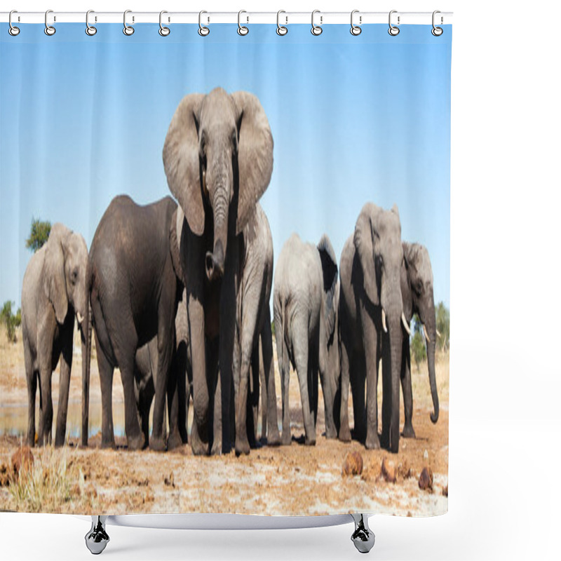 Personality  Elephant In Chobe National Park Shower Curtains