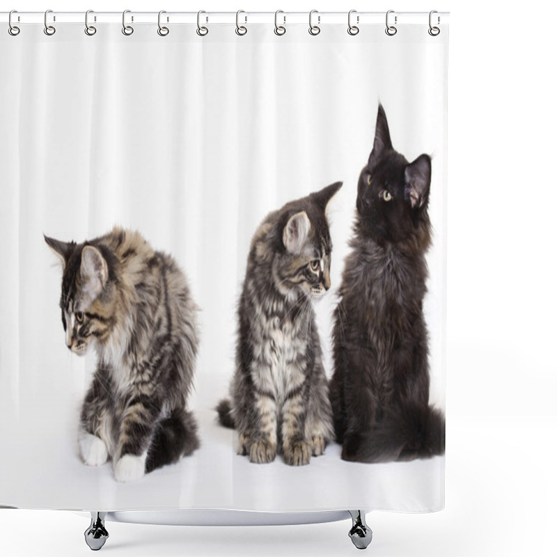 Personality  Group Of Beautiful Maine Coon Kittens Shower Curtains