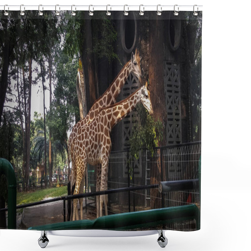 Personality  Two Giraffes At A Zoo In Asia Are Enjoying Lunch Shower Curtains