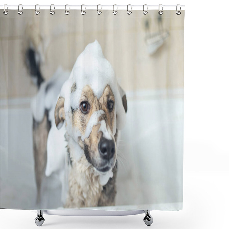 Personality  Side View Of A Mixed Breed Shepherd Dog Taking A Shower With Soap And Water Shower Curtains