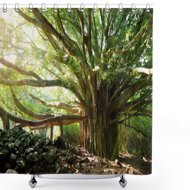 Personality  Branches And Hanging Roots Of Giant Banyan Tree Growing On Pipiwai Trail On Maui, Hawaii, USA Shower Curtains