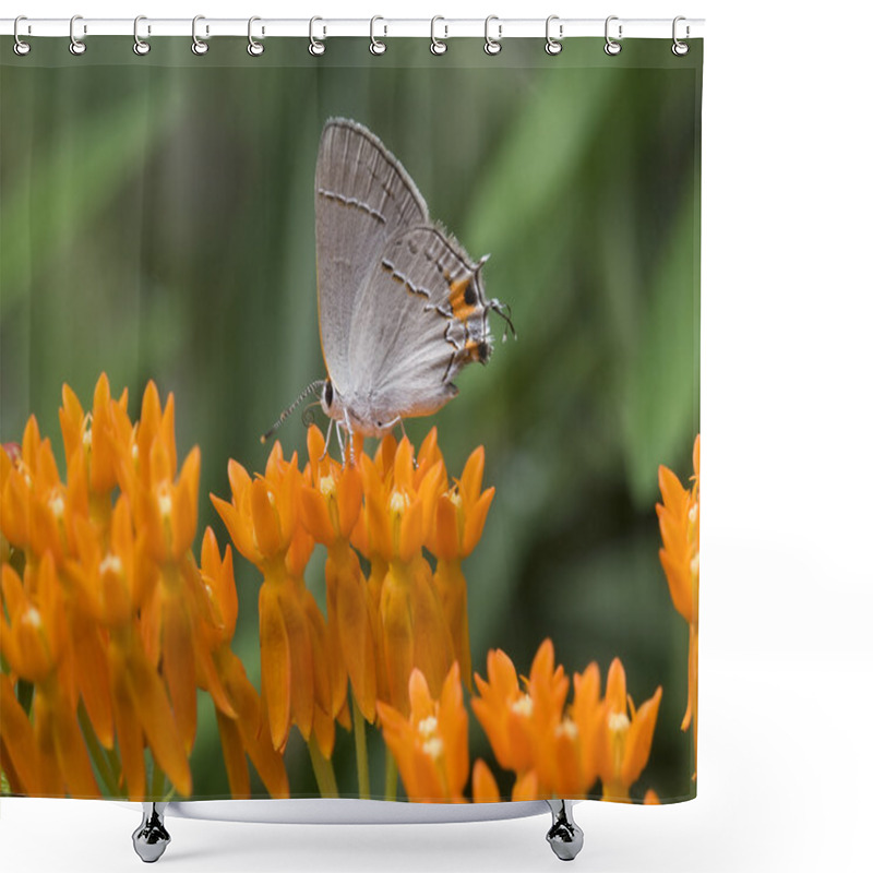 Personality  Little Butterfly On Milkweed Shower Curtains