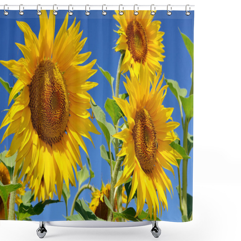 Personality  Young Sunflowers Bloom In Field Against A Blue Sky Shower Curtains