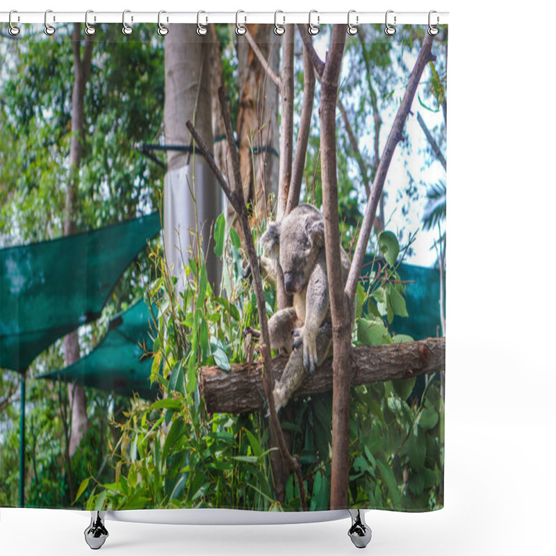 Personality  Beautiful Close-up Of A Cute Koala Bear Sitting On An Eucalyptus Tree. Wild Life Animal In Nature. Queensland, Australia. Shower Curtains