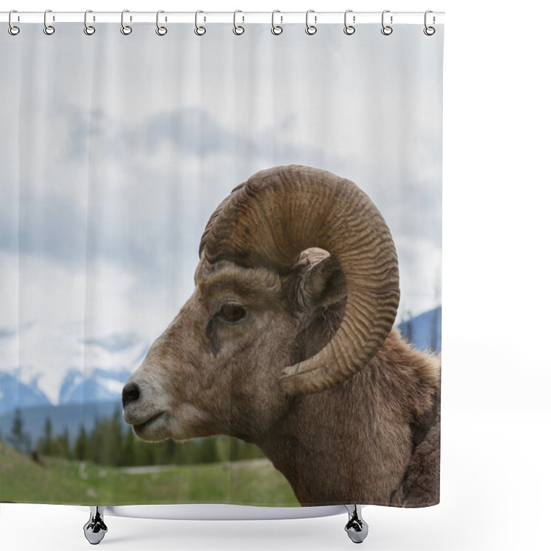 Personality  Bighorn Sheep On Top Of Mountains Shower Curtains