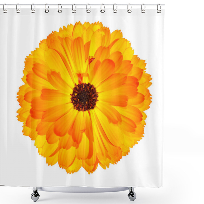 Personality  One Blossoming Orange Pot Marigold Flower Isolated On White Shower Curtains