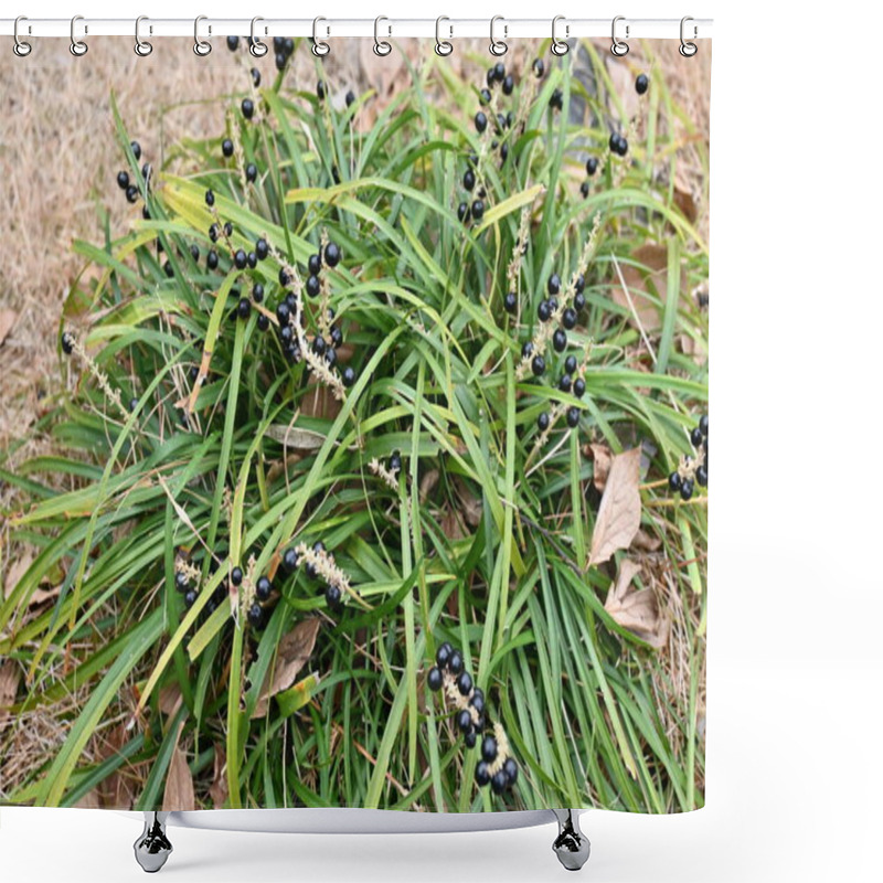 Personality  Big Blue Lilyturf ( Liriope Muscari ) Berries. Light Purple Flowers Bloom Densely From Summer To Autumn. Glossy Berries Turn From Green To Black-purple When Ripe. Shower Curtains