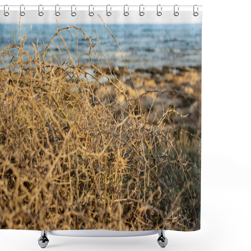 Personality  Dry Bush In Ayia Napa Coast In Cyprus Shower Curtains