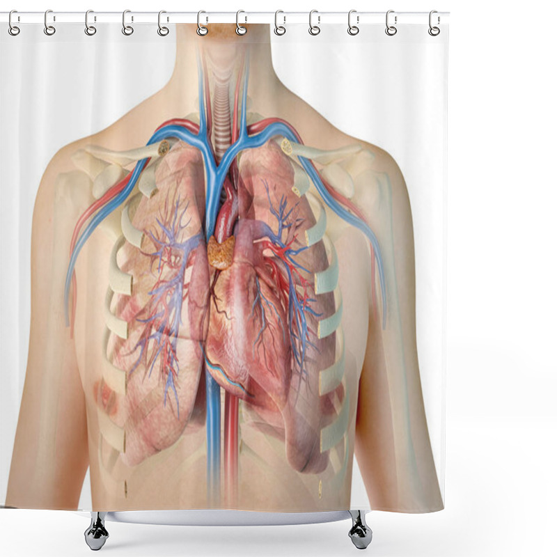 Personality  Human Heart With Vessels, Lungs, Bronchial Tree And Cut Rib Cage Shower Curtains