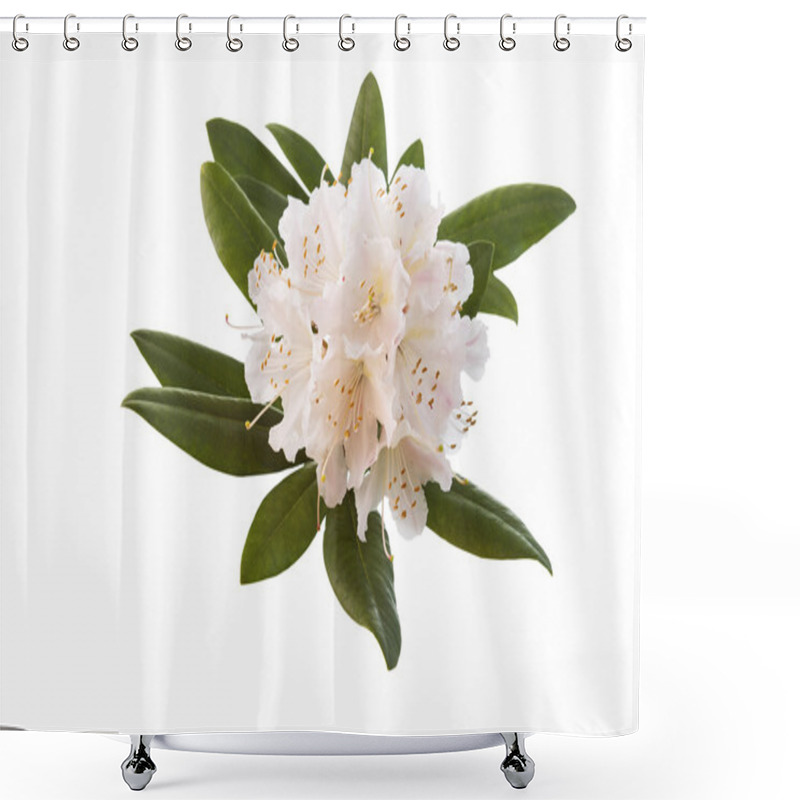 Personality  White And Pink Rhododendron Flower In Full Seasonal Bloom Shower Curtains