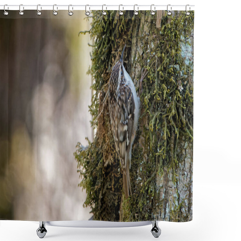 Personality  A Closeup Shot Of A Eurasian Treecreeper Sitting On A Tree Shower Curtains