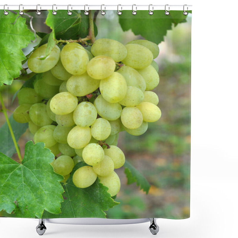 Personality  Grapes Ripen On The Branch Of The Bush Shower Curtains