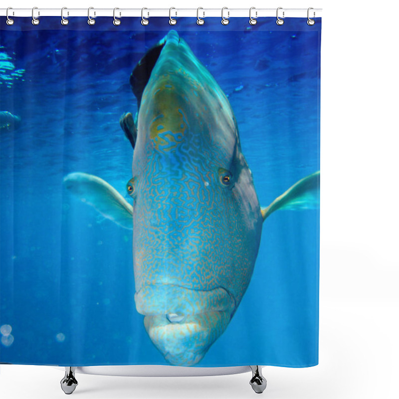 Personality  Humphead Maori Wrasse Face On The Great Barrier Reef, Queensland, Australia Shower Curtains