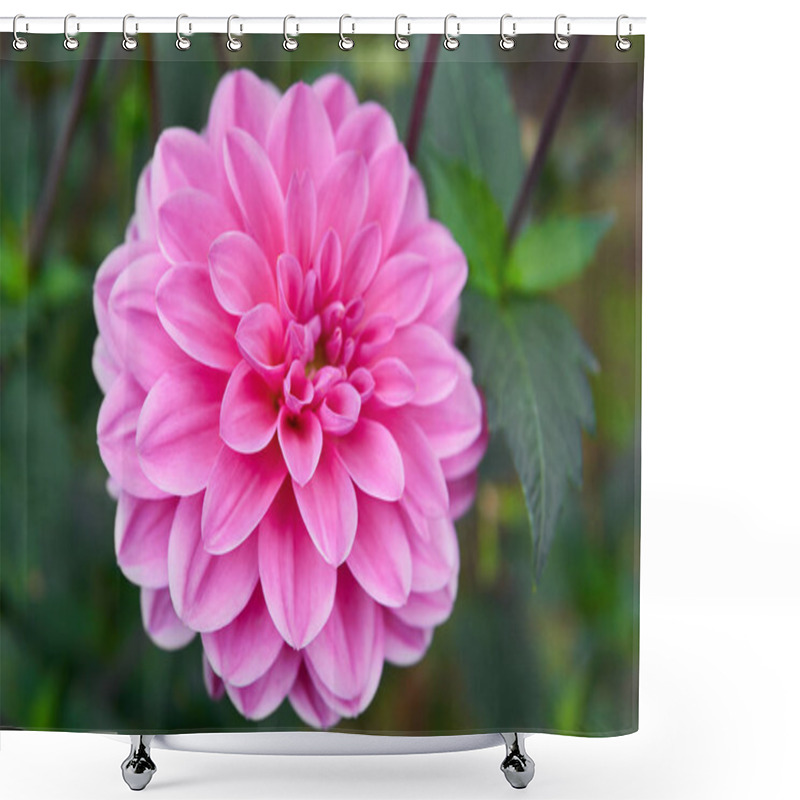 Personality  Close Up Pink Dahlia In Garden. Shower Curtains