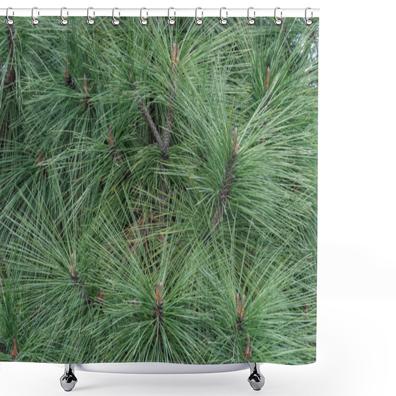 Personality  Long Needles Of Pine Jeffreyi Joppi And Branches Of Evergreen Plants. Green Coniferous Tree In Springtime In Landscape Design. Fresh Spruce Twig And Young Shoots. Photo Wallpapers In Green Colors. Shower Curtains