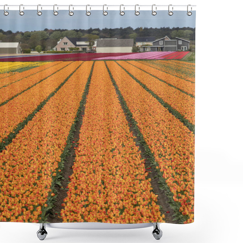 Personality  Tulip Fields Of The Bollenstreek, South Holland, Shower Curtains