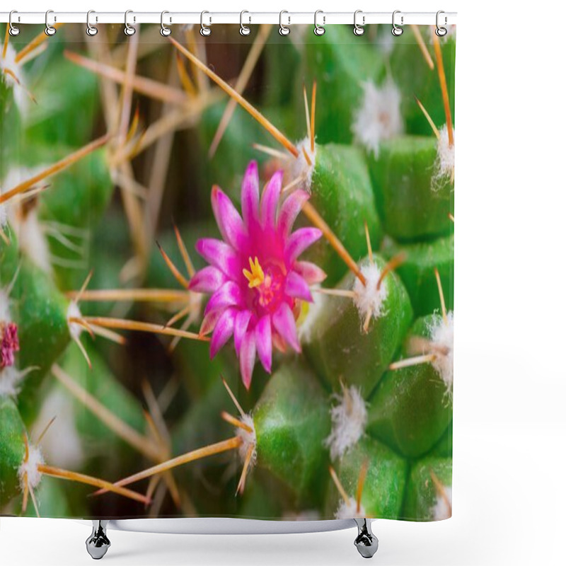 Personality  Beautiful Cactus Pink Mini Flower On Sharp Thorn Plant In Desert Shower Curtains