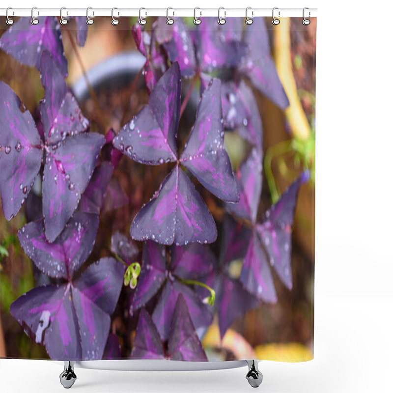 Personality  Purple Shamrock, Love Plant. Purple Flowers With Beautiful Magenta Leaves. Shower Curtains