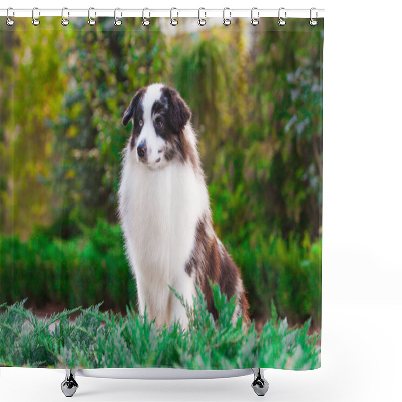 Personality  American Miniature Shepherd Merle In The Park Shower Curtains