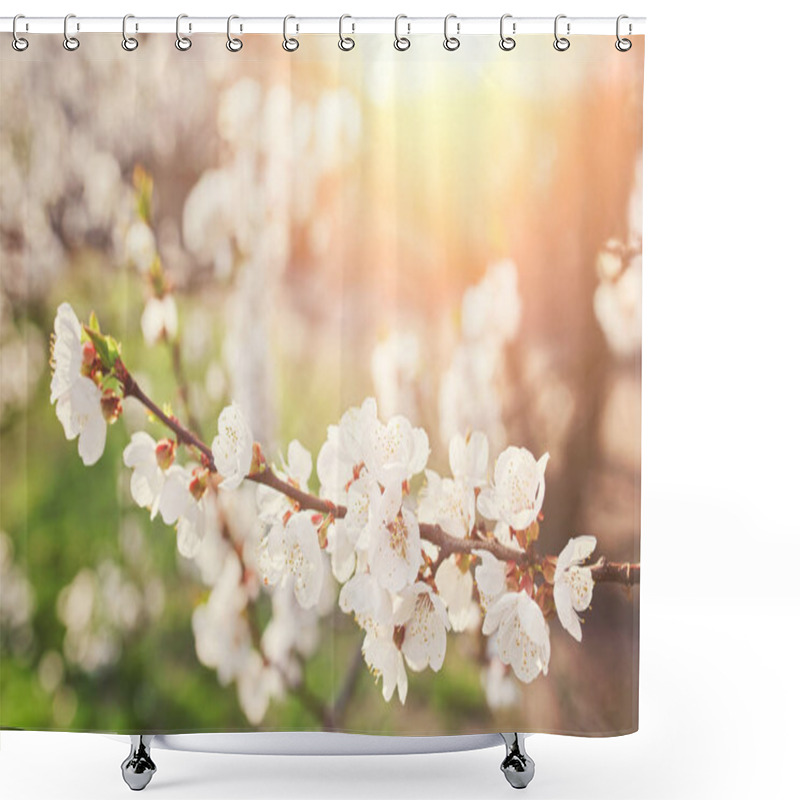 Personality  Blossoming Of The Apricot Tree In Spring Time With White Beautif Shower Curtains