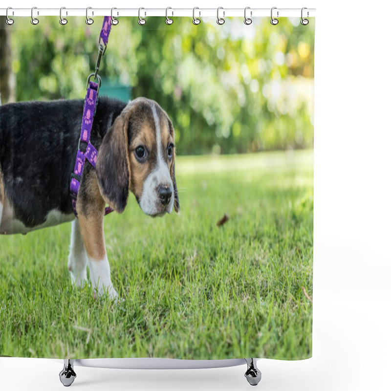 Personality  Happy Beagle Dog On A Natural Green Background Of Tropical Bali Island, Indonesia. Shower Curtains