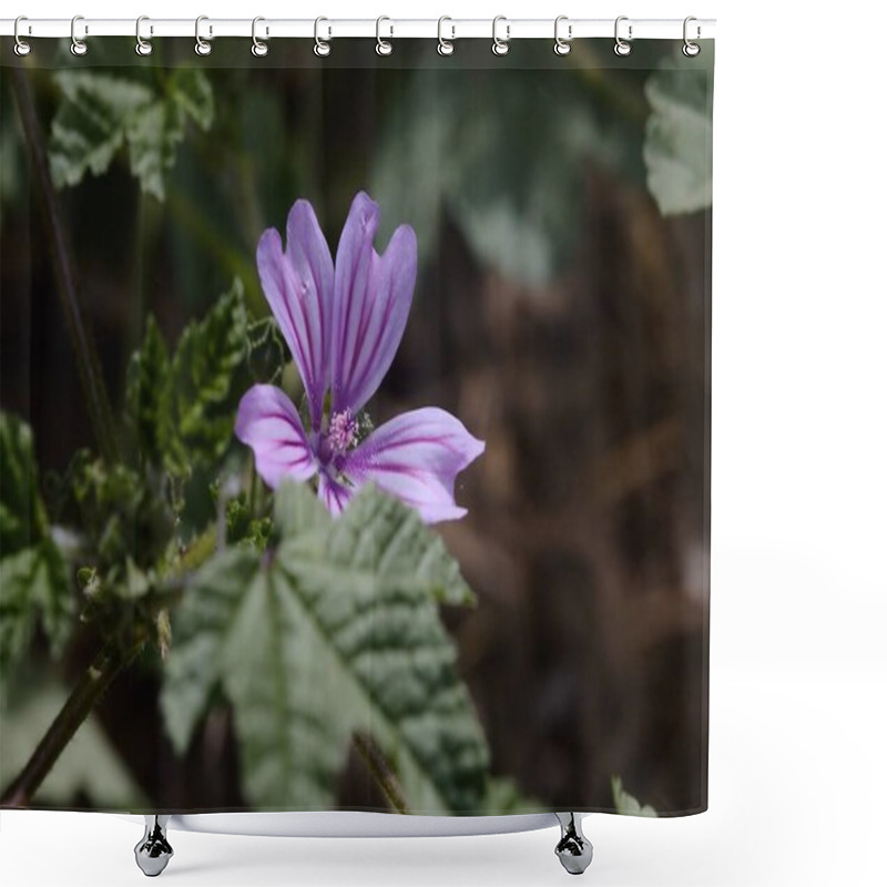 Personality  Wild Mallows In Bloom Seen Up Close Shower Curtains