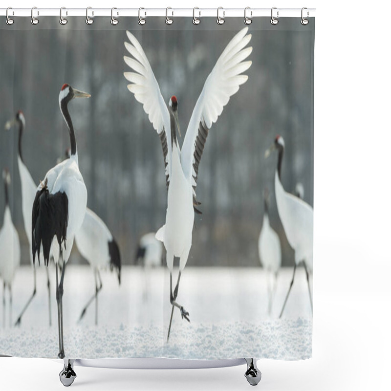 Personality  The Ritual Marriage Dance Of Cranes. The Red-crowned Cranes. Scientific Name: Grus Japonensis, Also Called The Japanese Crane Or Manchurian Crane, Is A Large East Asian Crane. Shower Curtains