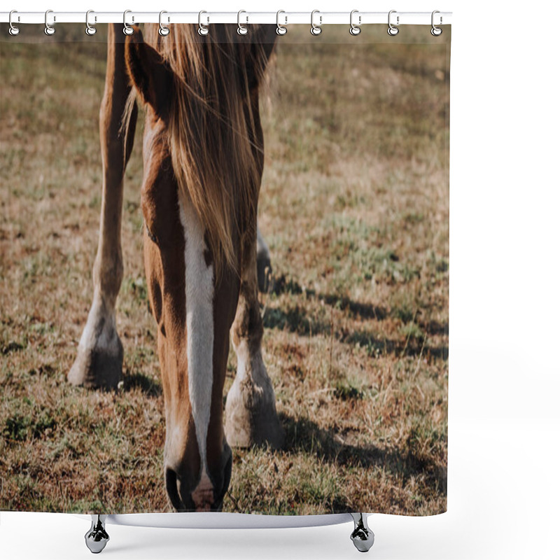 Personality  Close Up View Of Beautiful Brown Horse Grazing On Meadow In Countryside Shower Curtains