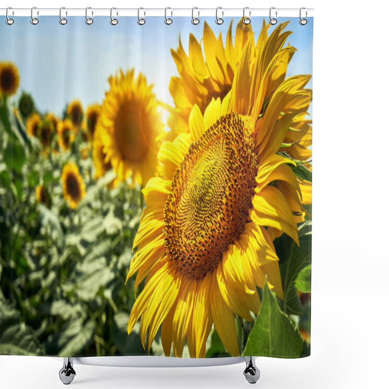 Personality  Summer Landscape Of Golden Sunflower Field Shower Curtains