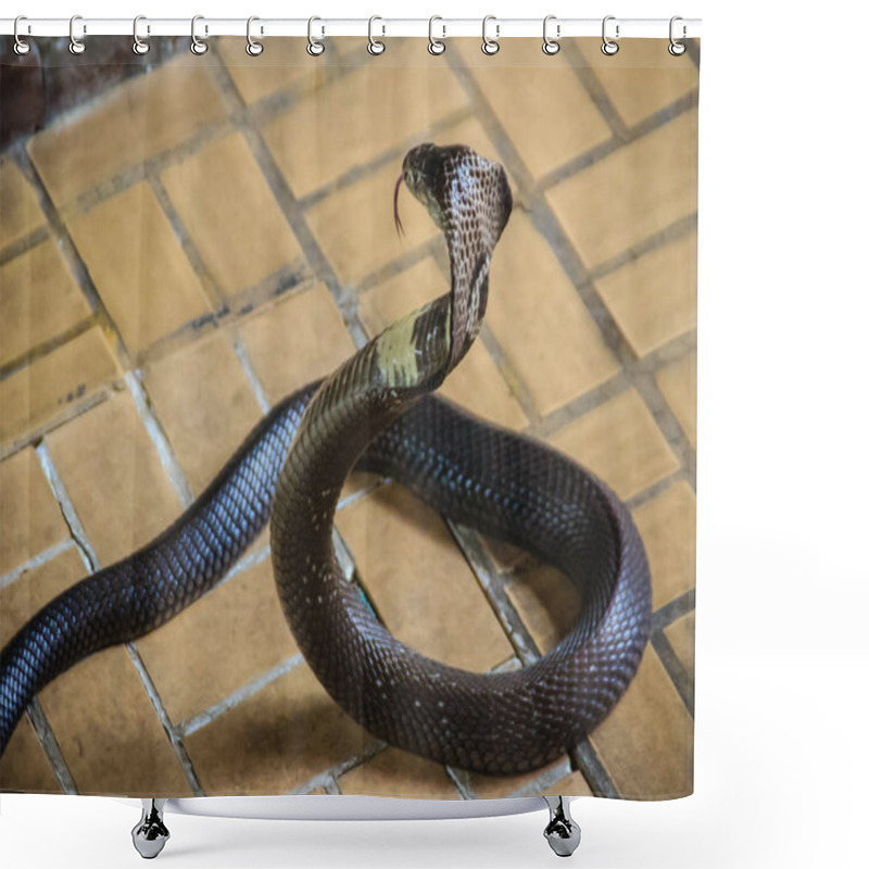 Personality  Dangerous Monocled Cobra Snakes Come Into The House. The Monocled Cobra (Naja Kaouthia), Also Called Monocellate Cobra, Is A Cobra Species Widespread Across South And Southeast Asia. Shower Curtains