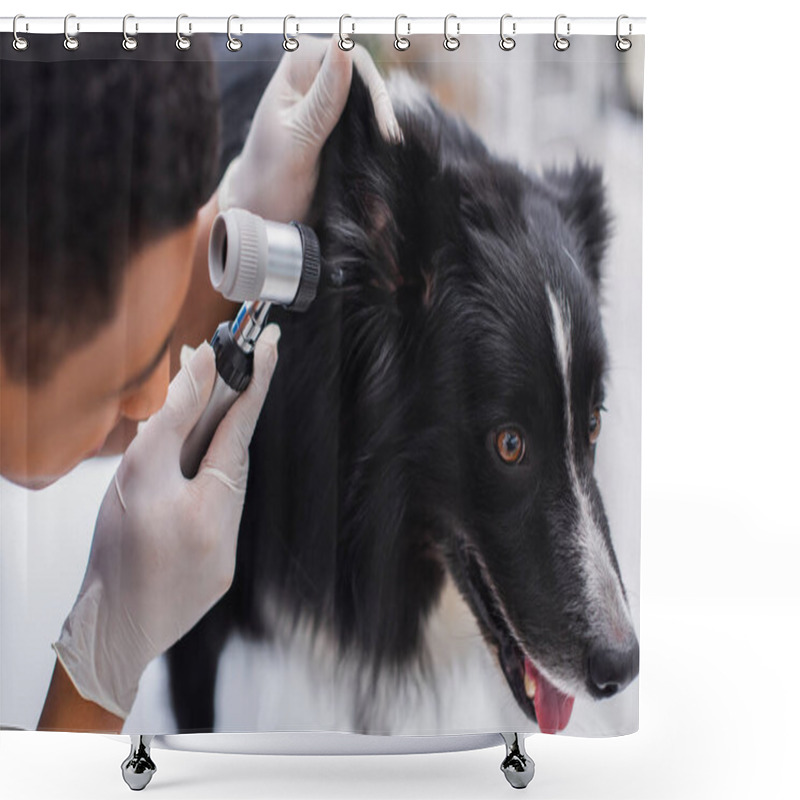 Personality  Blurred African American Veterinarian Examining Ear Of Border Collie In Clinic  Shower Curtains